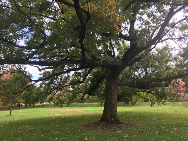 tree